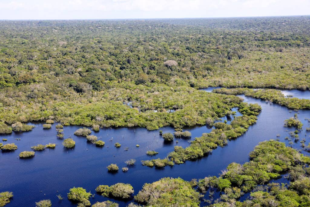 Instituto Ar - Respira Amazônia - Forest